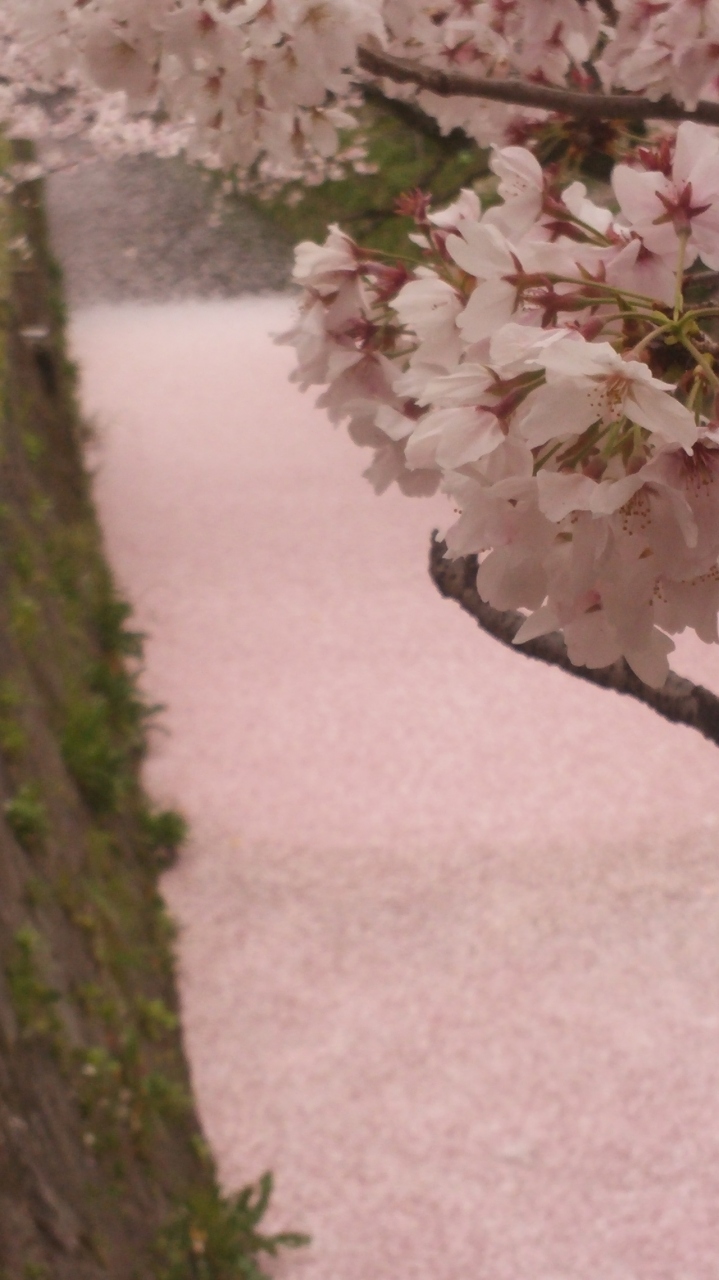 哲学の道 花筏 京都の旅行記 ブログ By 寺本雅貴 才蔵さん フォートラベル