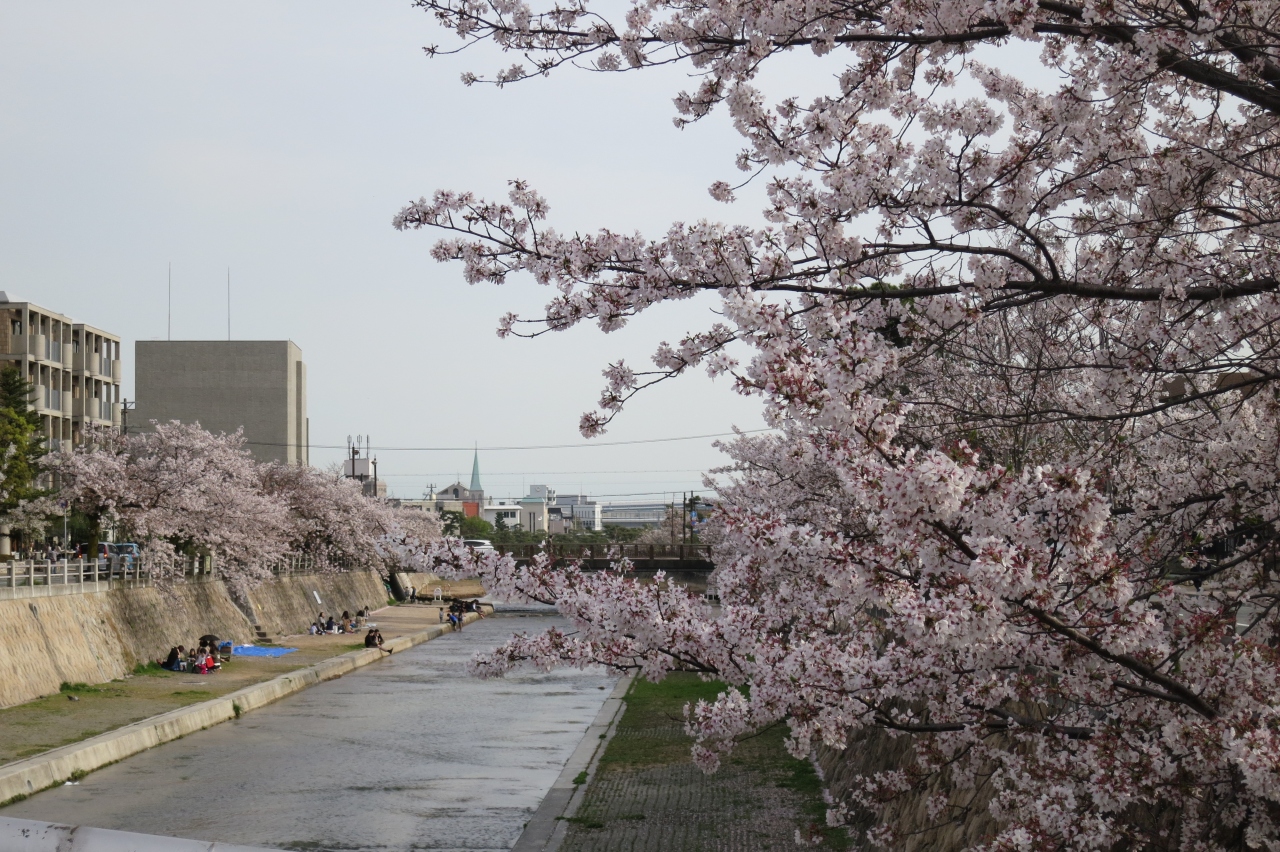 桜 散る散る 芦屋川の桜 神戸 兵庫県 の旅行記 ブログ By Pokoさん フォートラベル
