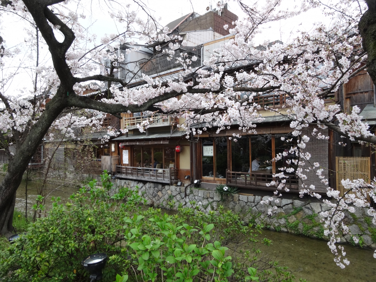 16年4月 祇園白川の宵桜ライトアップを見に出かけてみたが 東山 祇園 北白川 京都 の旅行記 ブログ By Brioさん フォートラベル 16年4月 祇園白川の宵桜ライトアップを見に出かけてみたが 東山 祇園 北白川 京都 の旅行記 ブログ By Brioさん フォートラベル