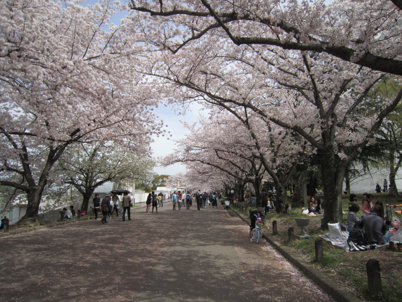 日本さくら名所１００選にも選ばれている万博記念公園で花見 吹田 万博公園 大阪 の旅行記 ブログ By Satoshi S2さん フォートラベル