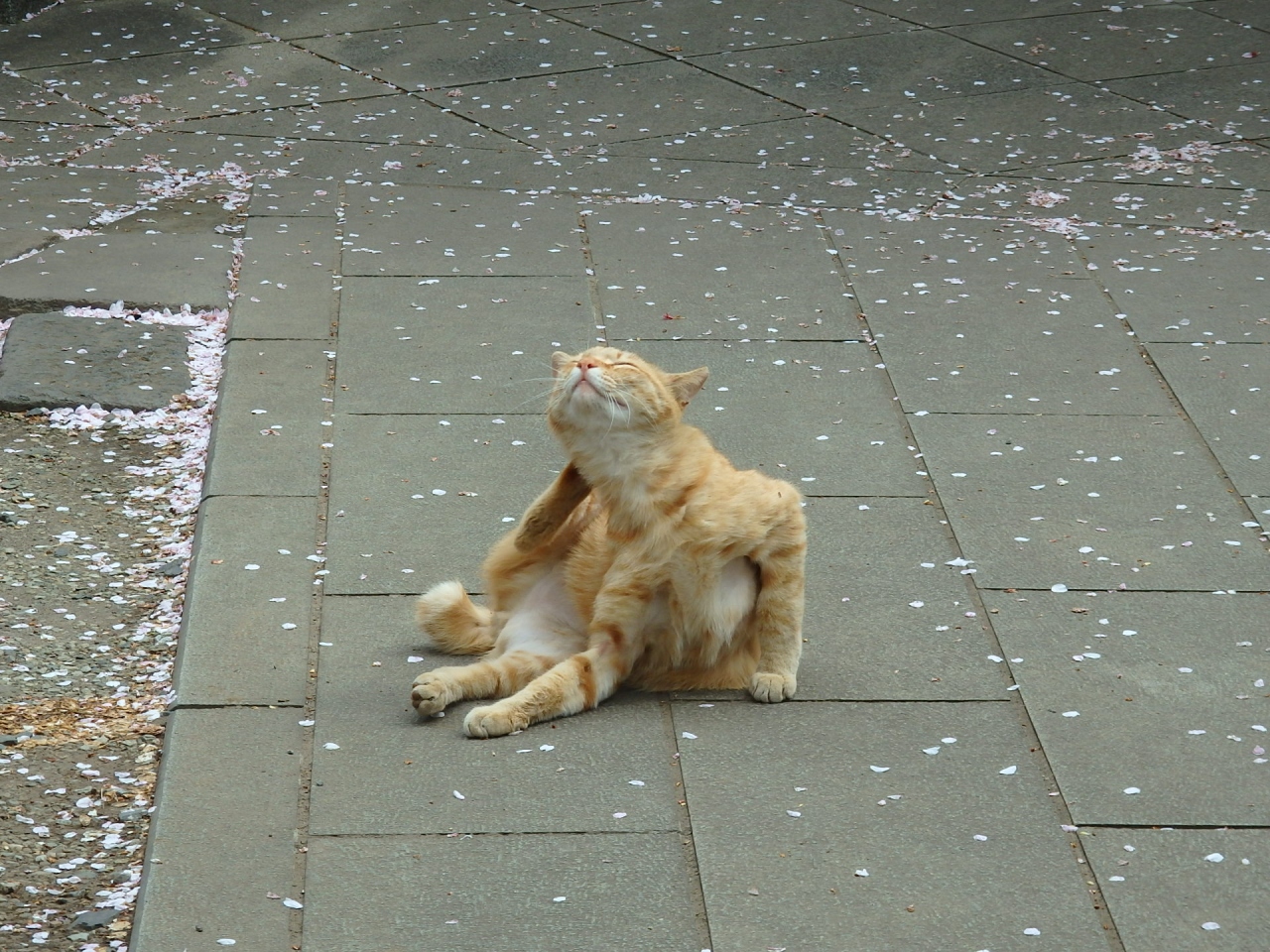 千駄木で ねこ様いぬ様展 に並び 谷中で猫探し 賛記で下午茶してスキップレインでお買い物 谷根千 東京 の旅行記 ブログ By たまさん フォートラベル