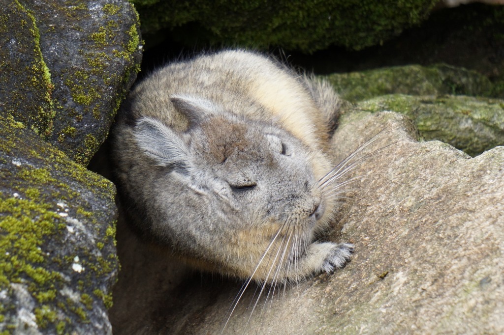 マチュピチュ周辺のいきもの達 動物編 マチュピチュ周辺 ペルー の旅行記 ブログ By Polodaddyさん フォートラベル