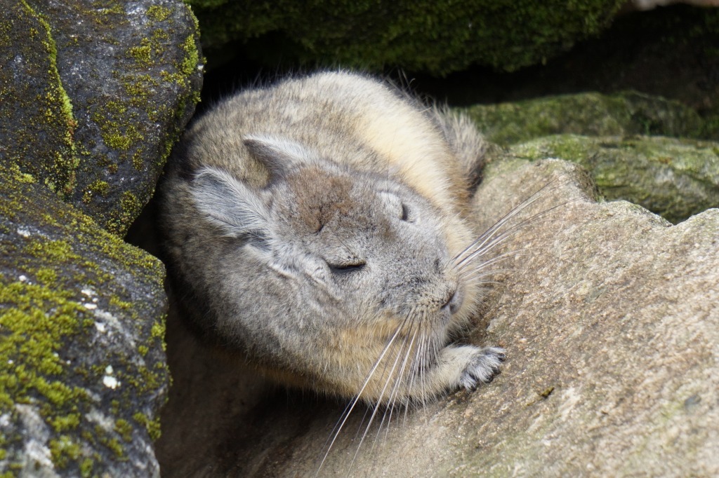 マチュピチュ周辺のいきもの達 動物編 マチュピチュ周辺 ペルー の旅行記 ブログ By Polodaddyさん フォートラベル