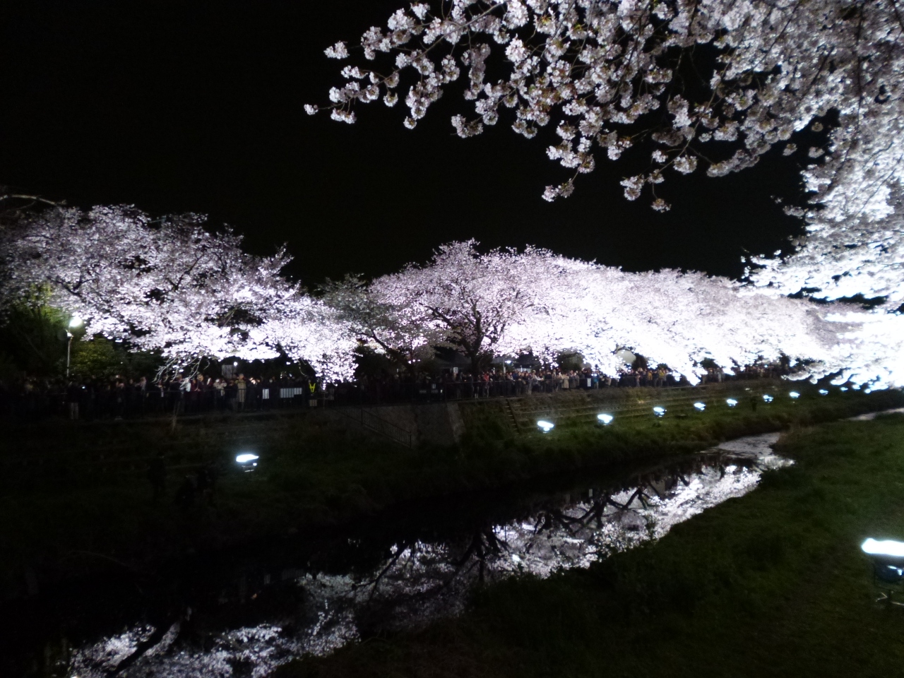 世界で一番きれいな夜桜 調布 狛江 東京 の旅行記 ブログ By ふらどくさん フォートラベル 世界で一番きれいな夜桜 調布 狛江 東京 の旅行記 ブログ By ふらどくさん フォートラベル