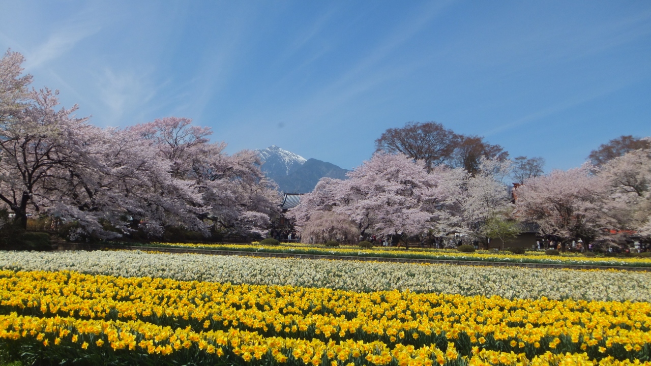 実相寺の神代桜と眞原の桜並木 山梨県の旅行記 ブログ By Rosalindaさん フォートラベル 実相寺の神代桜と眞原の桜並木 山梨県の旅行記 ブログ By Rosalindaさん フォートラベル
