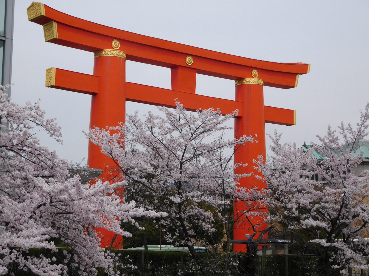 2016年 京都 鴨川 岡崎の桜 満開の散歩 東山 祇園 北白川 京都 の旅行記 ブログ By Saoさん フォートラベル