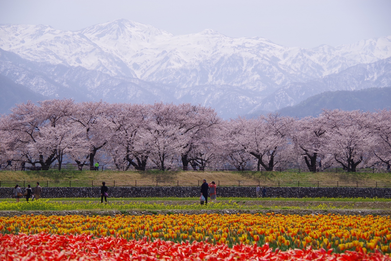 日本にこんな景色があったとは 春の四重奏 を見に日帰りで富山旅行へ 魚津 富山県 の旅行記 ブログ By Juniper Breezeさん フォートラベル 日本にこんな景色があったとは 春の四重奏 を見に日帰りで富山旅行へ 魚津 富山県 の旅行記 ブログ By Juniper Breezeさん フォートラベル