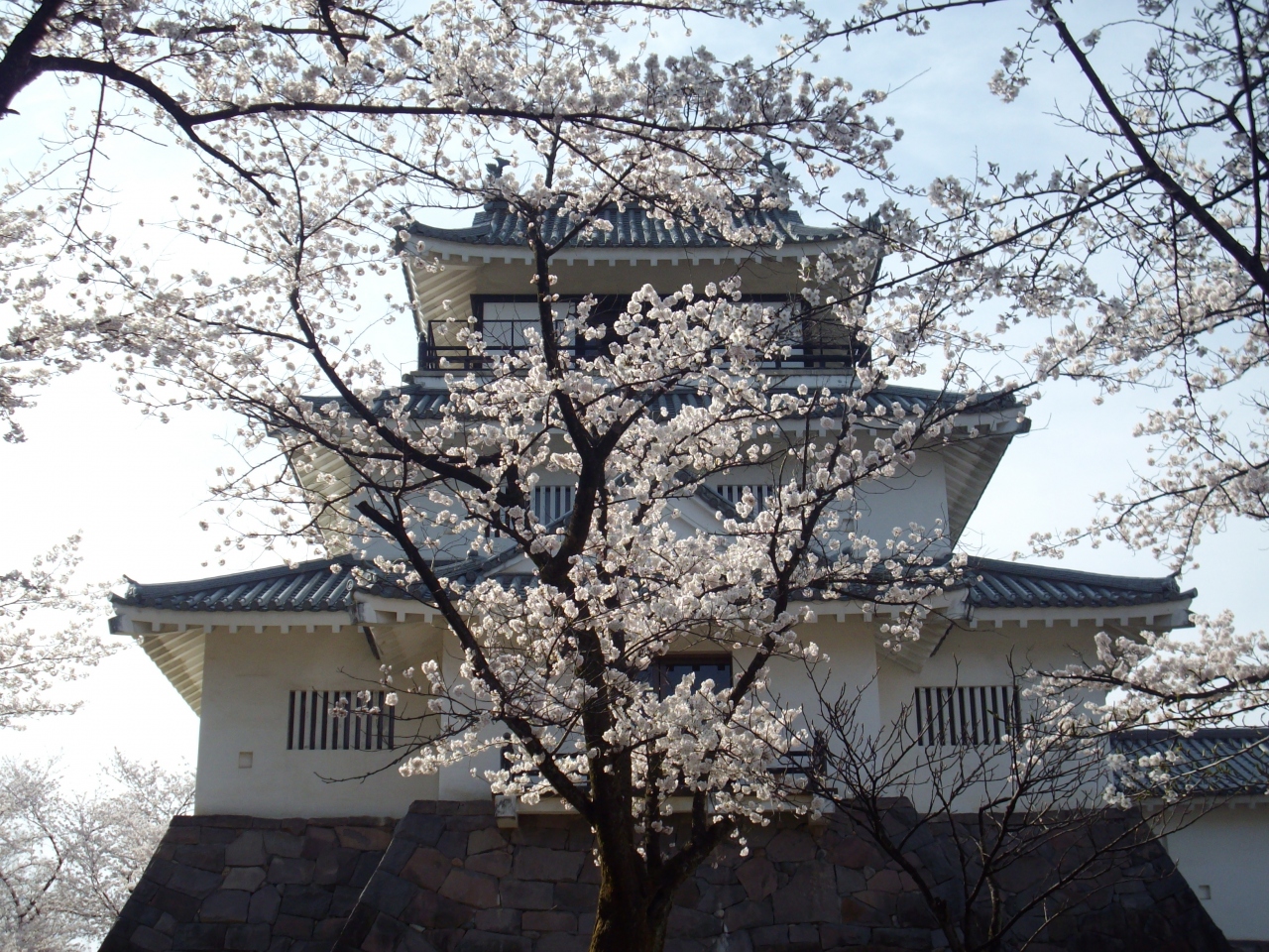 長岡市悠久山公園の桜 長岡 寺泊 新潟県 の旅行記 ブログ By ゆらのとさん フォートラベル
