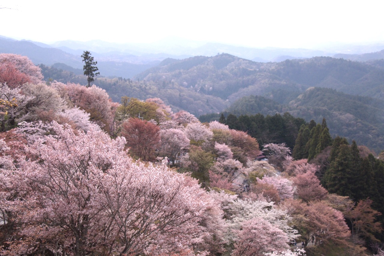 桜の名所 吉野山の千本桜 吉野 奈良県 の旅行記 ブログ By Claudiaさん フォートラベル