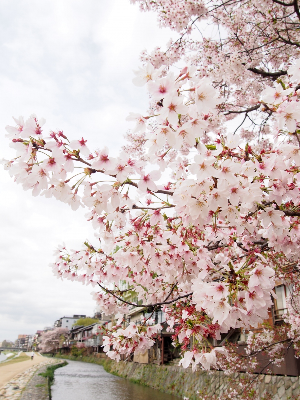 時期 京都 桜