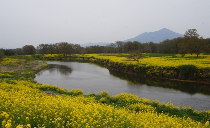 魅力度最下位県だけど 素敵な花景色めぐりに行ってきた 小貝川河川敷の菜の花絶景編 結城 下妻 茨城県 の旅行記 ブログ By まりも母さん フォートラベル