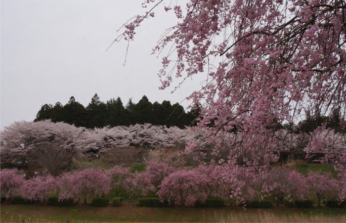 魅力度最下位県だけど 素敵な花景色めぐりに行ってきた 石岡風土記の丘 ピンクに染まる桜の競演編 石岡 霞ヶ浦 茨城県 の旅行記 ブログ By まりも母さん フォートラベル