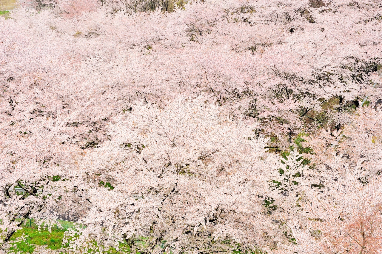 16年 母を伴い温泉旅行 母に見せたい みちのくの桜 2 桜色の雲海に ﾟ ﾟ 桜坂に 岳温泉と二本松城 桜 桜を追いかけて 二本松 福島県 の旅行記 ブログ By Tamayuraさん フォートラベル
