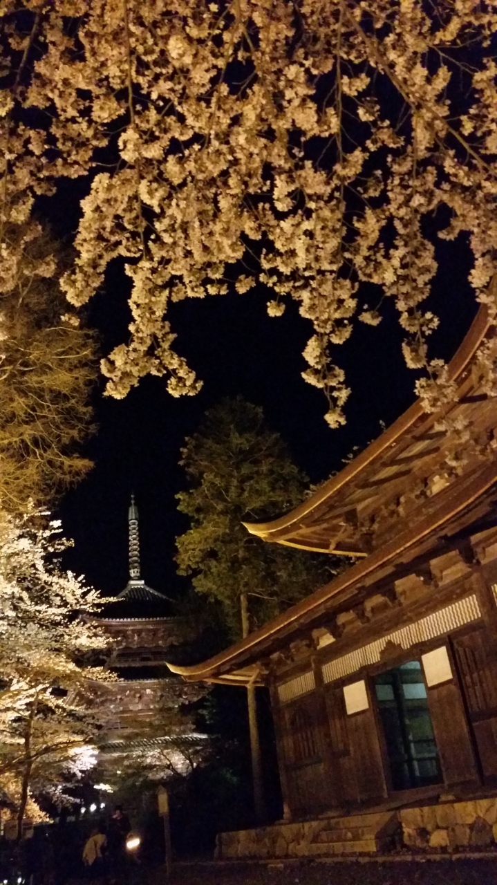 三井寺の夜桜 見事なり 滋賀県の旅行記 ブログ By ながさまさん フォートラベル