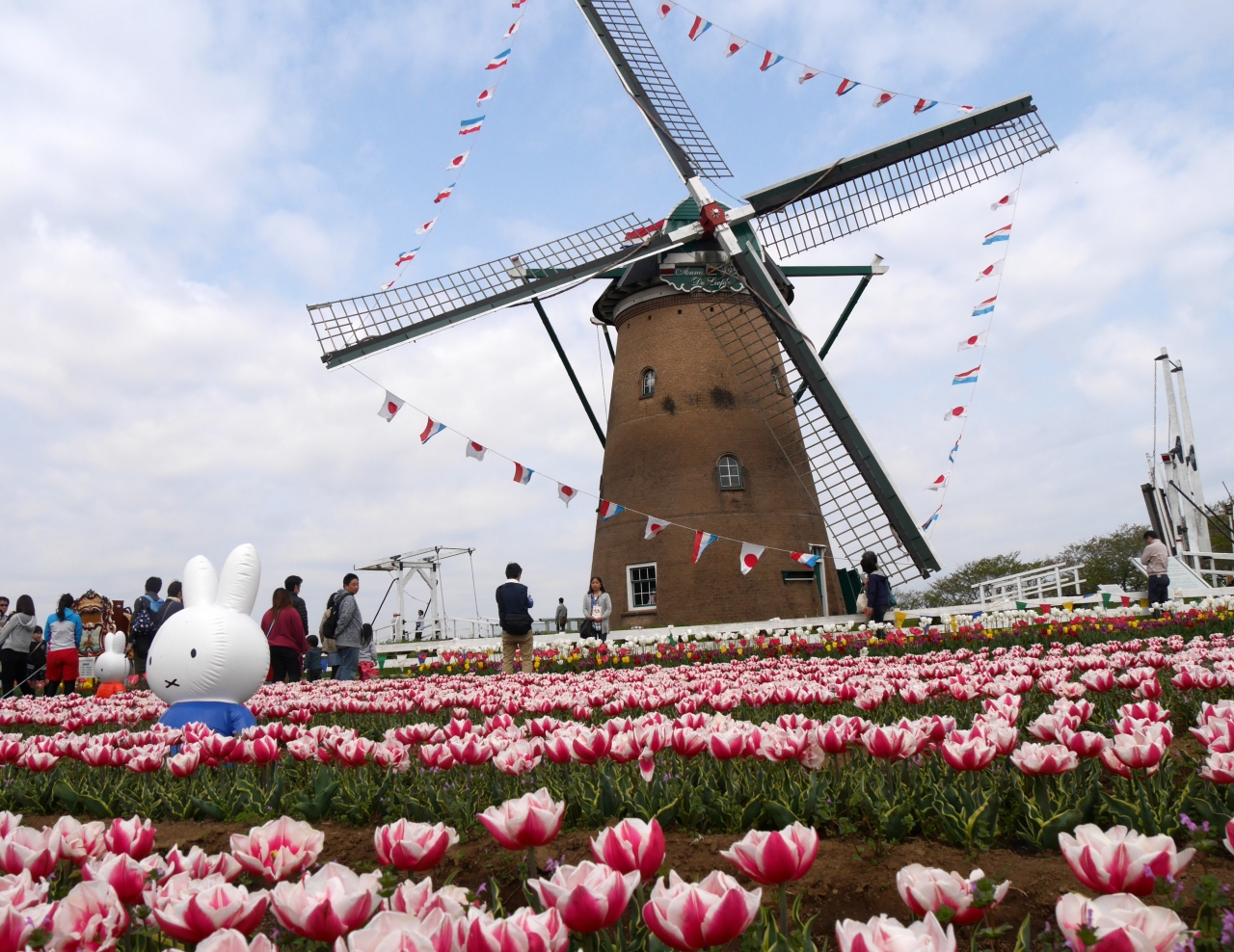 オランダ オランダ チューリップの花が 佐倉チューリップフェスタ16に一人ップ 佐倉 四街道 千葉県 の旅行記 ブログ By のりアロハさん フォートラベル