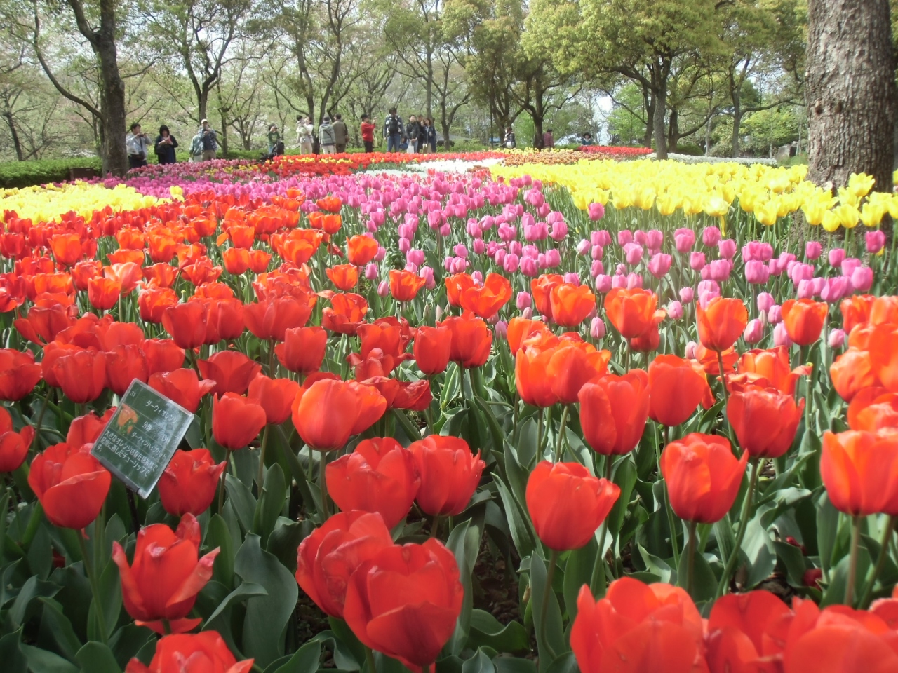 木曽三川公園 チューリップと豪快まぐろ丼 安八 海津 岐阜県 の旅行記 ブログ By まやさん フォートラベル