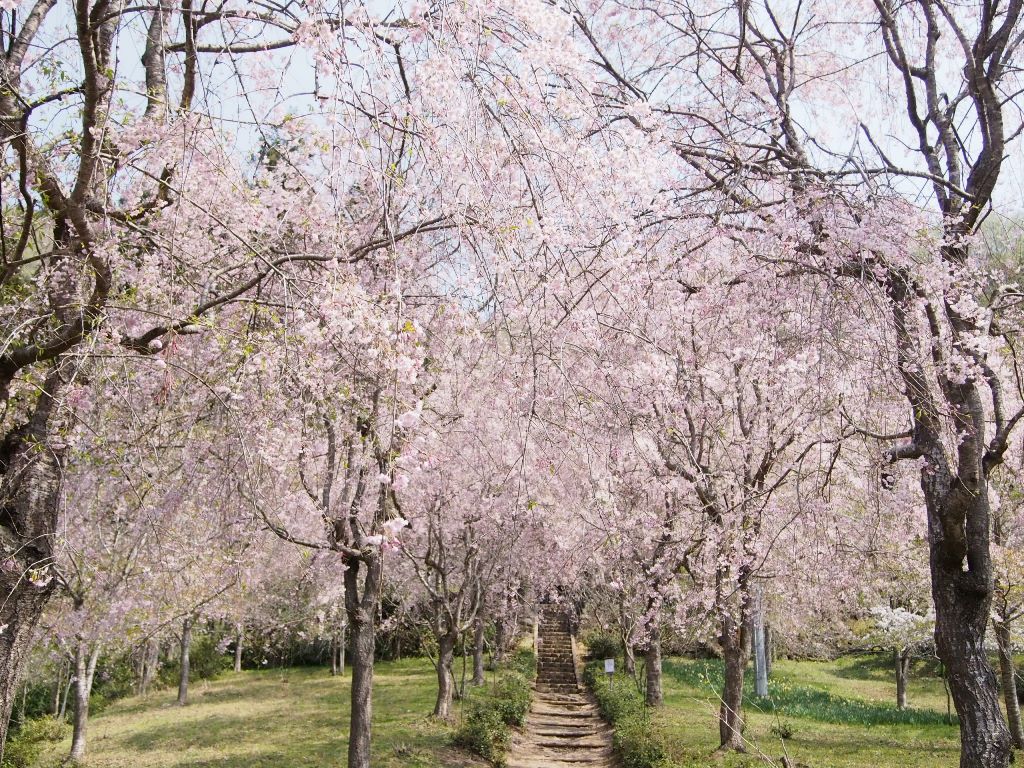 秩父 小鹿野花散歩 １ しだれ桜の里 三山久月 光西寺の名櫻 絶景 ピンクの里山 小鹿野 皆野 埼玉県 の旅行記 ブログ By みかりさん フォートラベル