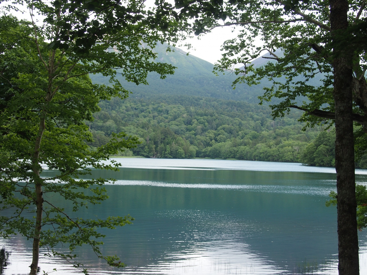 夏休み 小雨の湿原 釧路湿原は見渡す限り 釧路 北海道 の旅行記 ブログ By るいるいさん フォートラベル