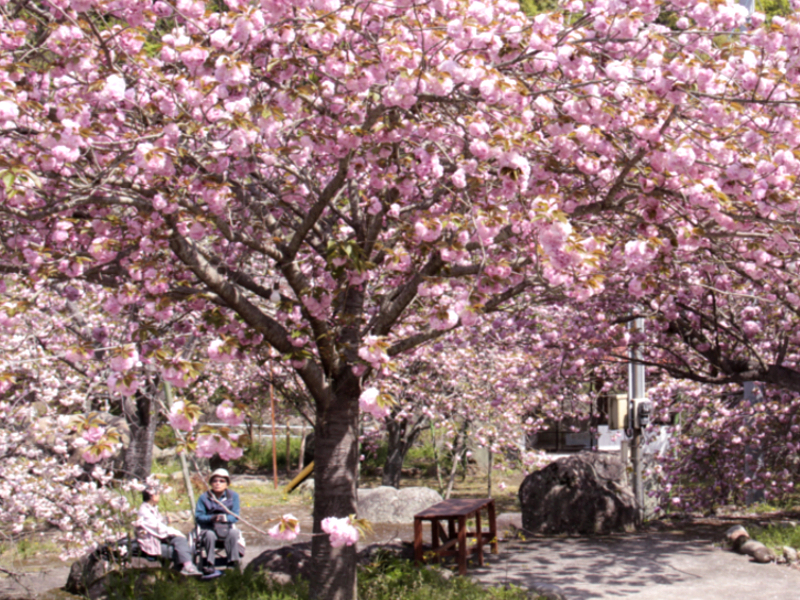 不動尊霊山 一心寺 のぼたん桜 大分市 大分県 の旅行記 ブログ By るりさん フォートラベル