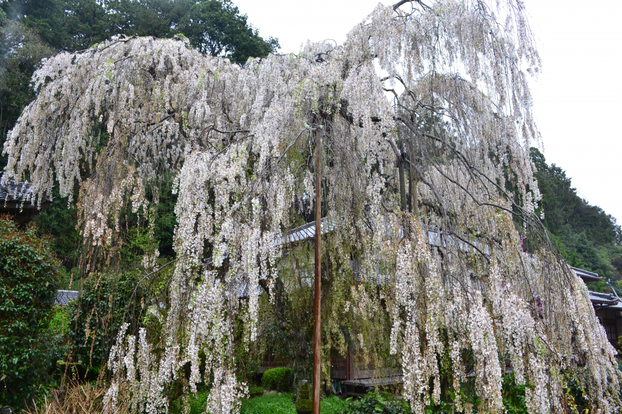奈良の桜名所めぐり その３ 長谷寺 大野寺 室生寺 室生 宇陀 奈良県 の旅行記 ブログ By ラブラーさん フォートラベル