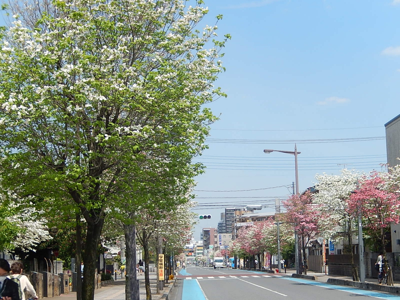 美しいハナミズキの季節がやってきた 埼玉県の旅行記 ブログ By Tsunetaさん フォートラベル 美しいハナミズキの季節がやってきた 埼玉県の旅行記 ブログ By Tsunetaさん フォートラベル