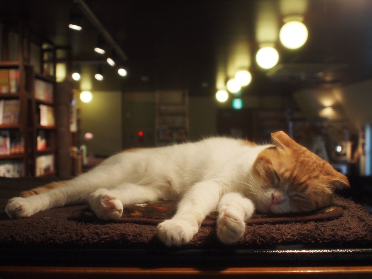 猫巡礼の旅 ー池袋 猫の居る休憩所299篇ー 池袋 東京 の旅行記 ブログ By Middx さん フォートラベル