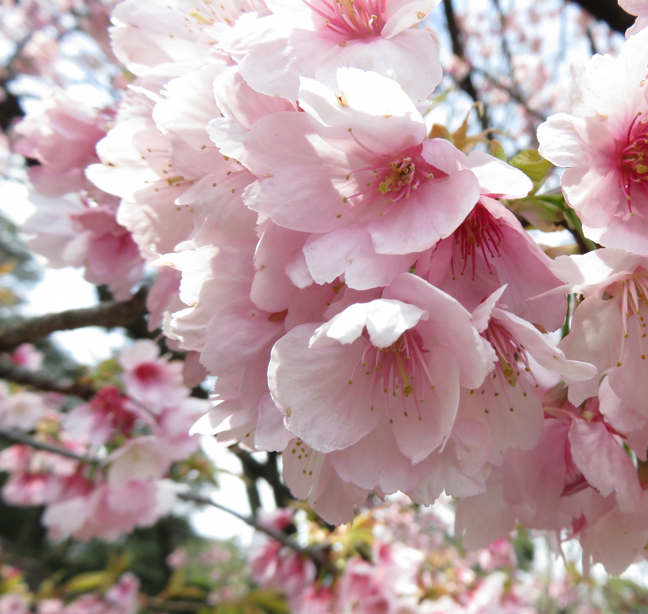 Japan 大寒桜をさがして皇居外周を歩く ミツバチばあやの冒険 丸の内 大手町 八重洲 東京 の旅行記 ブログ By 唐辛子婆さん フォートラベル