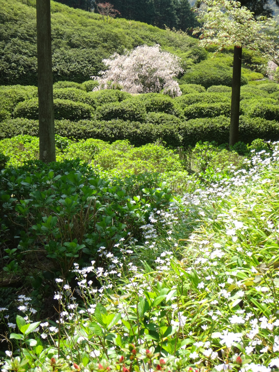 桜が残り 芍薬つつじには早く しゃがが綺麗だった三室戸寺 西国三十三所第10番札所 京都日帰りその1 2 宇治 京都 の旅行記 ブログ By 風なりさん フォートラベル 桜が残り 芍薬つつじには早く しゃがが綺麗だった三室戸寺 西国三十三所第10番札所 京都日帰りその1 2 宇治 京都 の旅行記 ブログ By 風なりさん フォートラベル