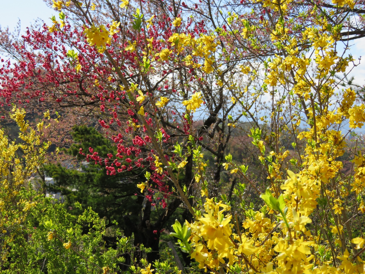 うつくしま 福島の花の名所を巡る 花見山公園編 福島市 福島県 の旅行記 ブログ By 酒飲む旅人さん フォートラベル