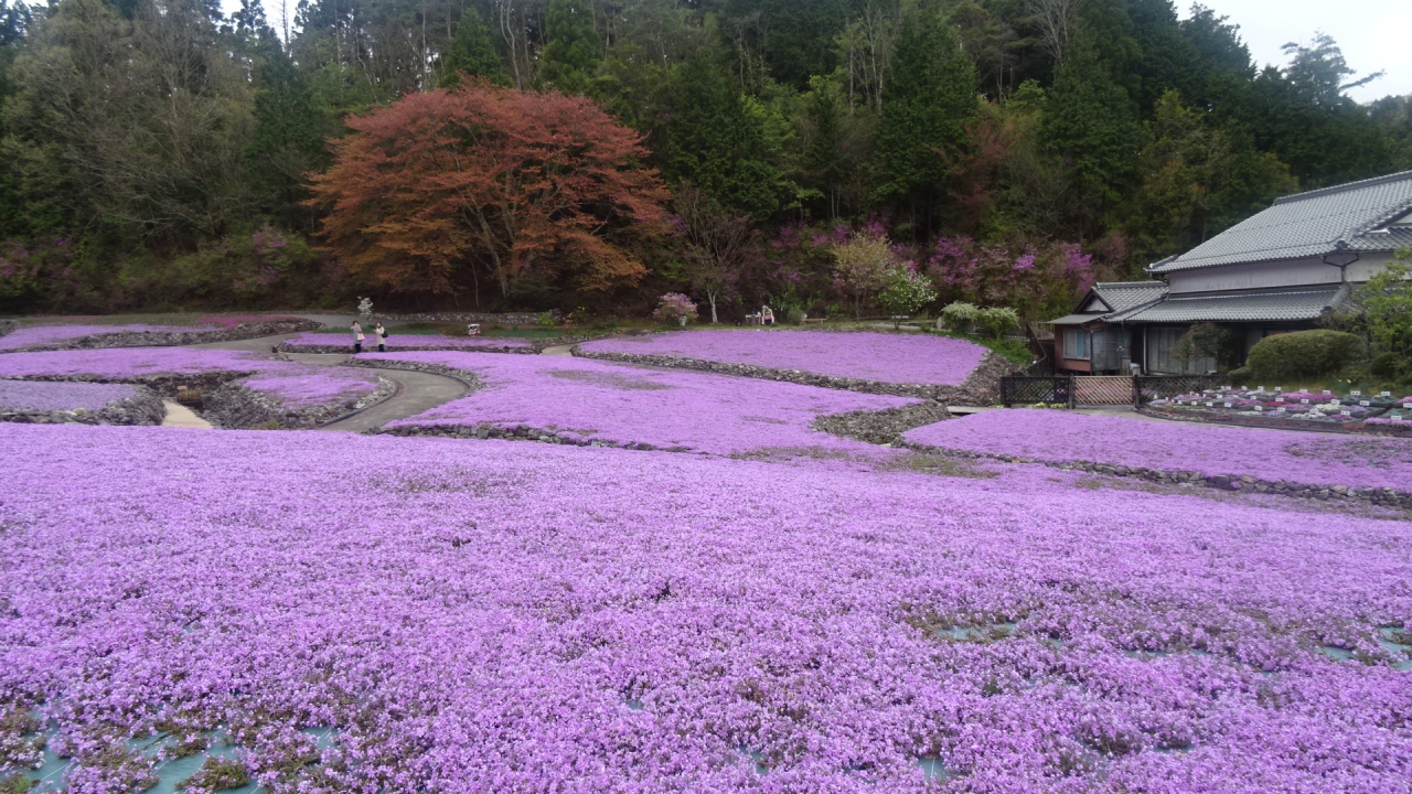 三田市 永沢寺の芝桜 見学 三田 兵庫 兵庫県 の旅行記 ブログ By Hn11さん フォートラベル