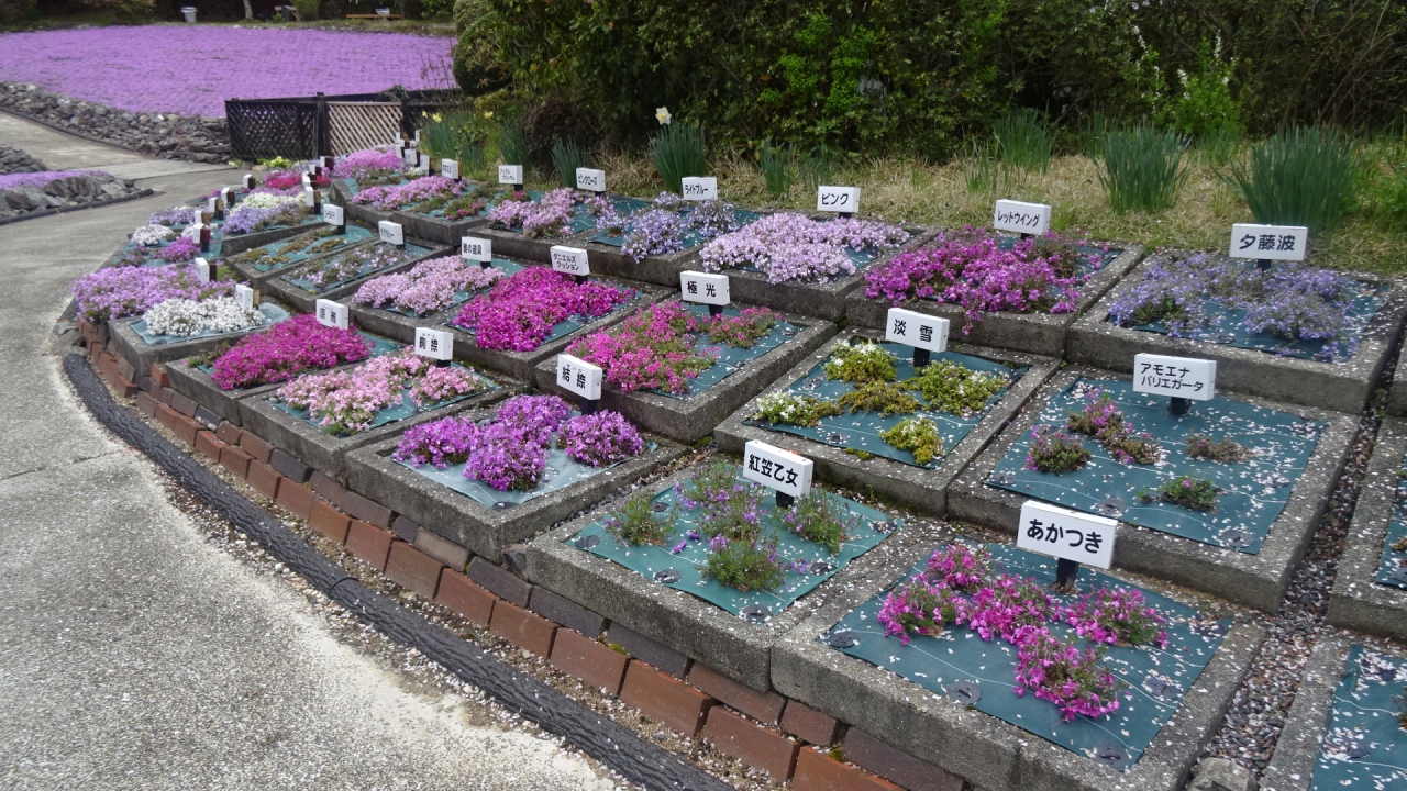 三田市 永沢寺の芝桜 図鑑 三田 兵庫 兵庫県 の旅行記 ブログ By Hn11さん フォートラベル