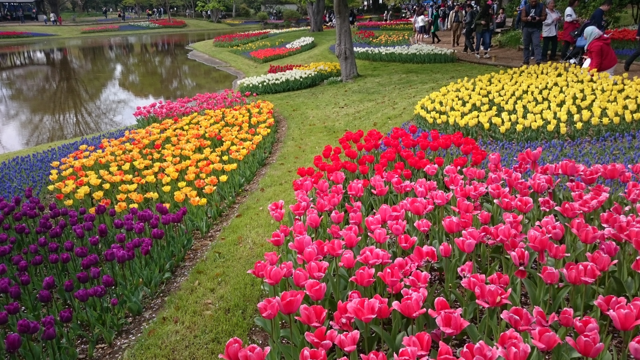 チューリップ ムスカリ ポピー 菜の花など春の花々がちょうど見頃の昭和記念公園 立川 東京 の旅行記 ブログ By Nonyamaさん フォートラベル