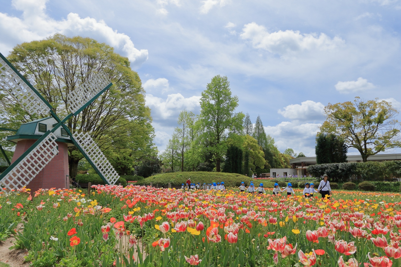 兵庫の チューリップ と 芝桜 を楽しみに 兵庫県の旅行記 ブログ By モリモリさん フォートラベル
