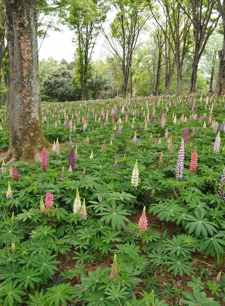 念願のルピナスの群生を見に 新座 朝霞 和光 志木 埼玉県 の旅行記 ブログ By Belleduneさん フォートラベル 念願のルピナスの群生を見に 新座 朝霞 和光 志木 埼玉県 の旅行記 ブログ By Belleduneさん フォートラベル