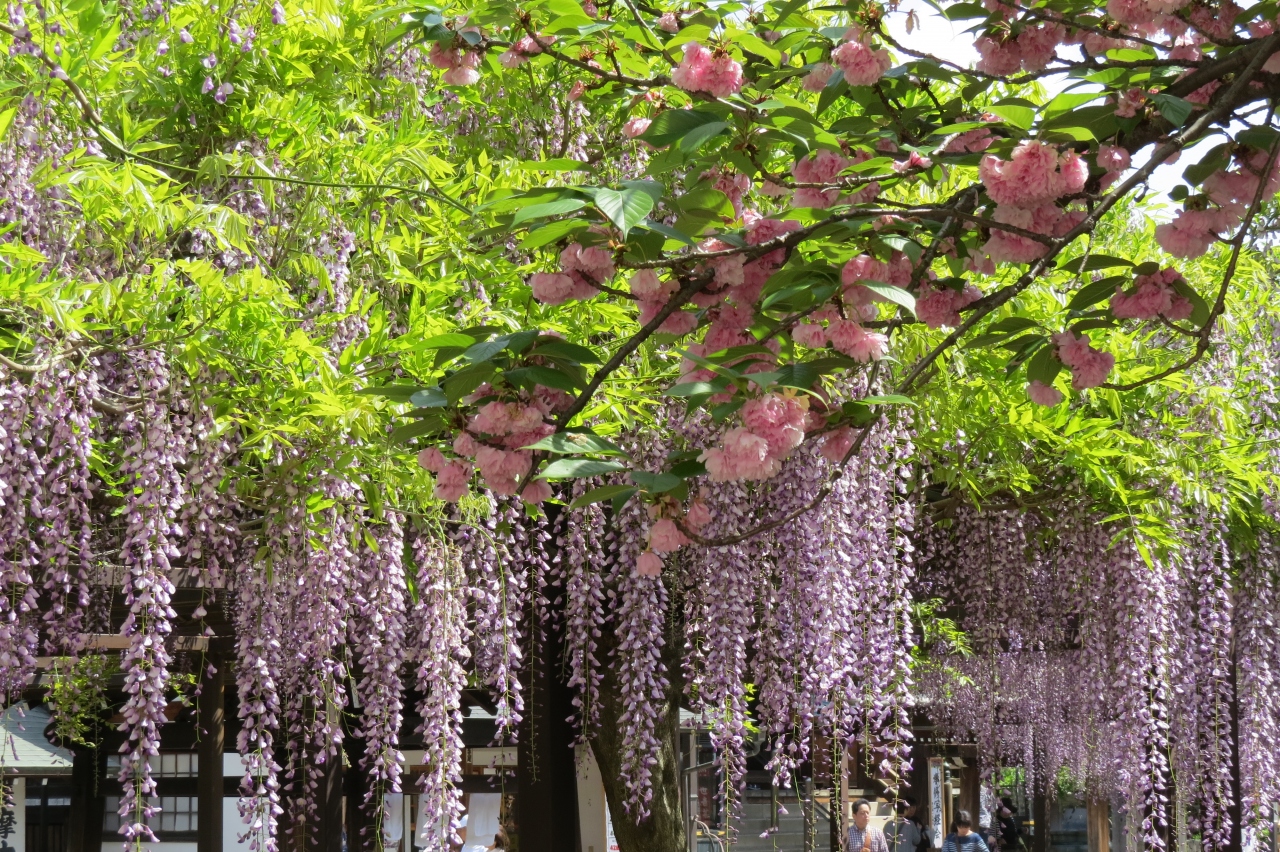 野山の花を巡る 葛井寺の藤の花 富田林 羽曳野 大阪 の旅行記 ブログ By 十三の白髭さん フォートラベル