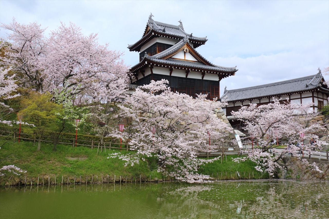 奈良桜めぐり16 大和郡山お城まつり 奈良市 奈良県 の旅行記 ブログ By ぺこにゃんさん フォートラベル