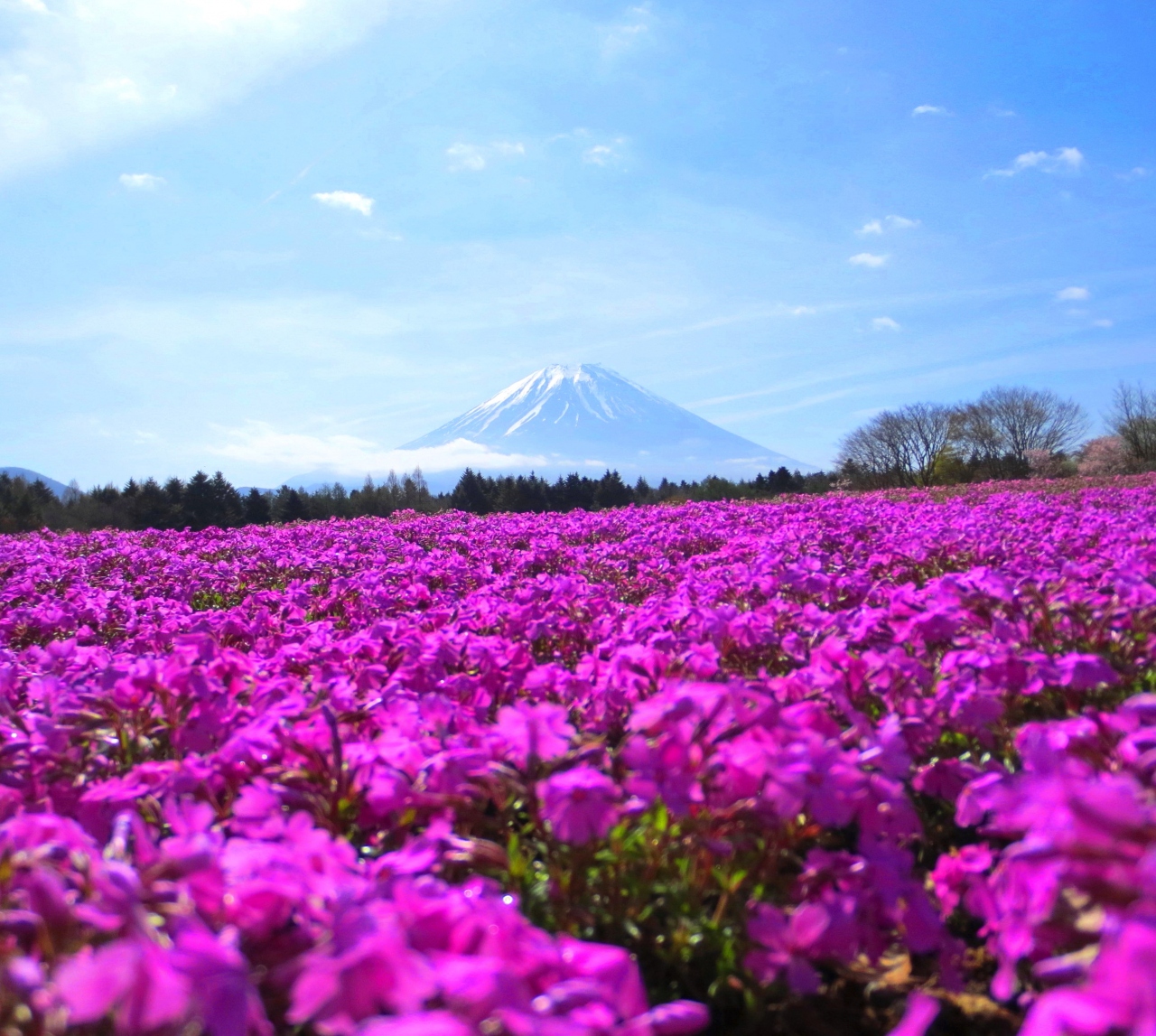 まさかの一番乗り 富士芝桜まつり会場を一人占め 富士五湖 山梨県 の旅行記 ブログ By Motoさん フォートラベル