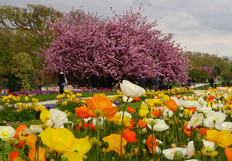 パリのお散歩 Vol 47 やっと桜が咲いたけど極寒のパリ 桜の名所ソー公園は中止してパリ植物園へ パリ フランス の旅行記 ブログ By Ippuniさん フォートラベル