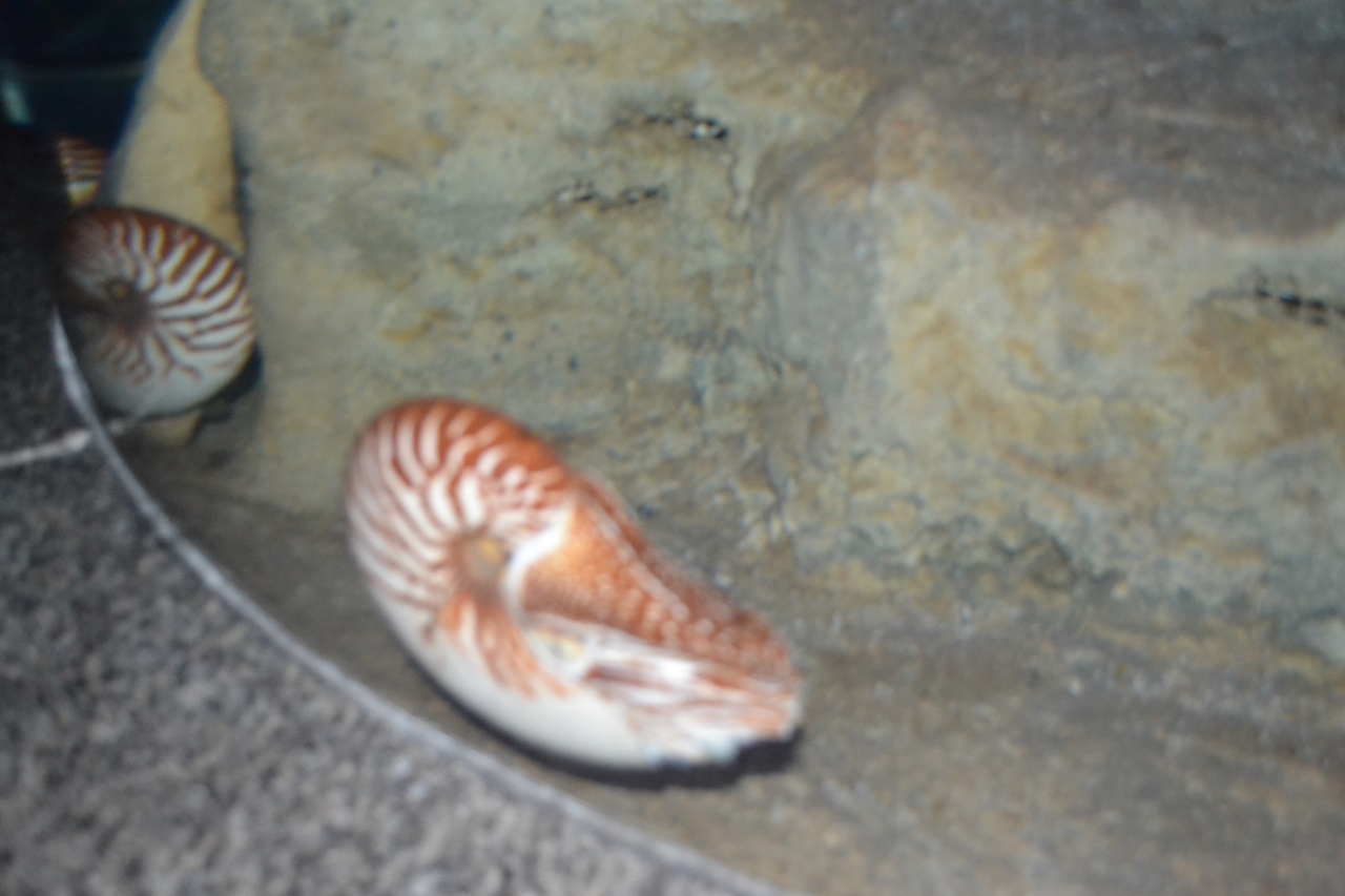 あこがれのニューカレドニア その３ ヌメア市内観光と水族館 ヌメア ニューカレドニア の旅行記 ブログ By ラブラーさん フォートラベル