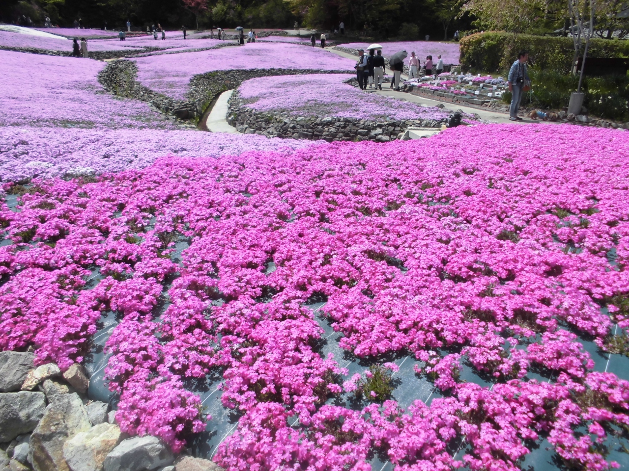 花のじゅうたん 三田 兵庫 兵庫県 の旅行記 ブログ By Toshiさん フォートラベル