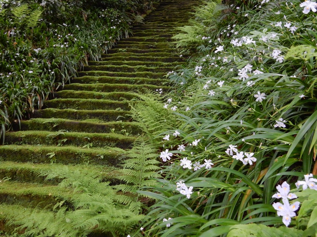 鎌倉日帰り旅 苔の階段に しらす丼 鎌倉 神奈川県 の旅行記 ブログ By ちさとさん フォートラベル 鎌倉日帰り旅 苔の階段に しらす丼 鎌倉 神奈川県 の旅行記 ブログ By ちさとさん フォートラベル