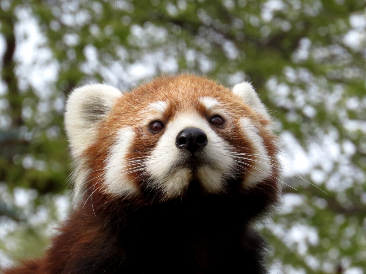 北米ｒｅｄｐａｎｄａ紀行 ｅｄｏｍｏｎｔｏｎ ｖａｌｌｅｙ ｚｏｏ 久しぶり ママになったリナちゃん 完封負け寸前からの大逆転で６匹全員に会うことができました エドモントン カナダ の旅行記 ブログ By Jilllucaさん フォートラベル
