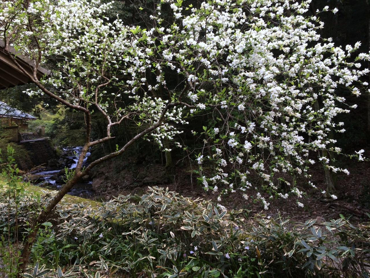16 桜旅 佐賀 嬉野温泉 椎葉山荘に泊まる 1日目 嬉野温泉 佐賀県 の旅行記 ブログ By ロビンさん フォートラベル