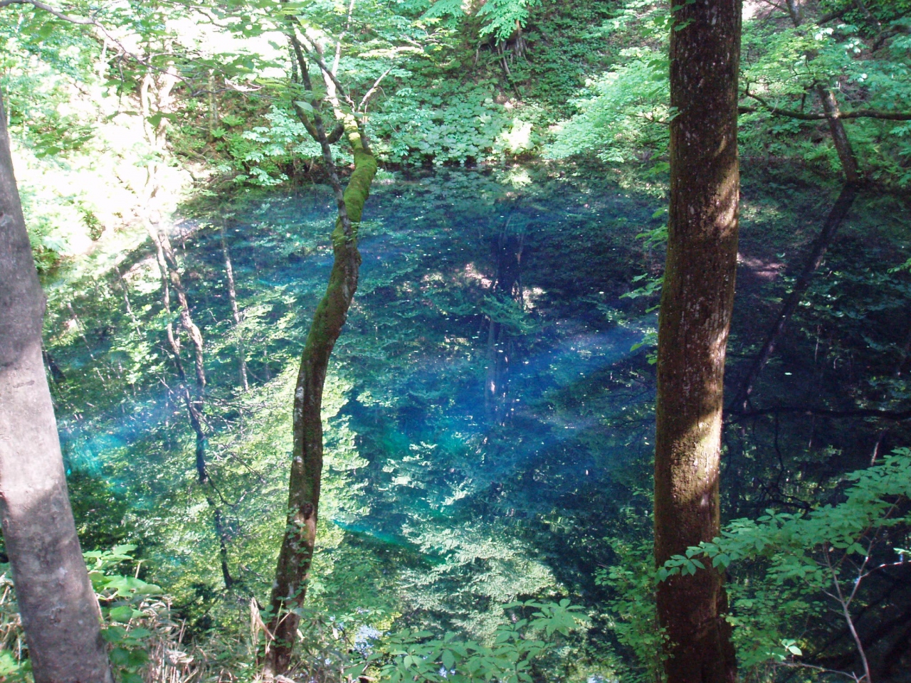 想い出トリップ 白神山地 青池へ 白神山地 青森県 の旅行記 ブログ By はたぼーさん フォートラベル