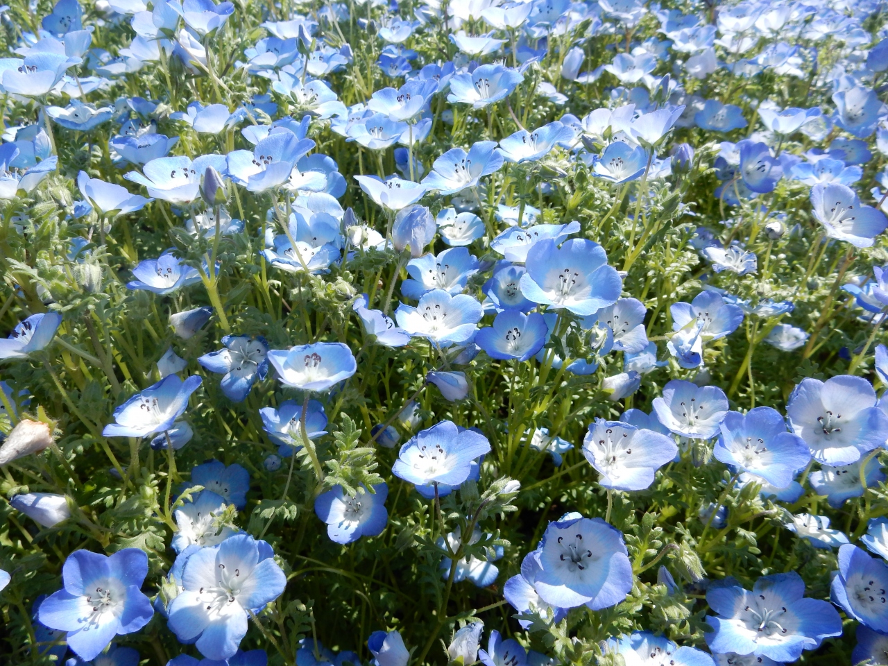 ネモフィラも咲く大宮花の丘農林公苑 大宮 埼玉県 の旅行記 ブログ By Ktoku3さん フォートラベル