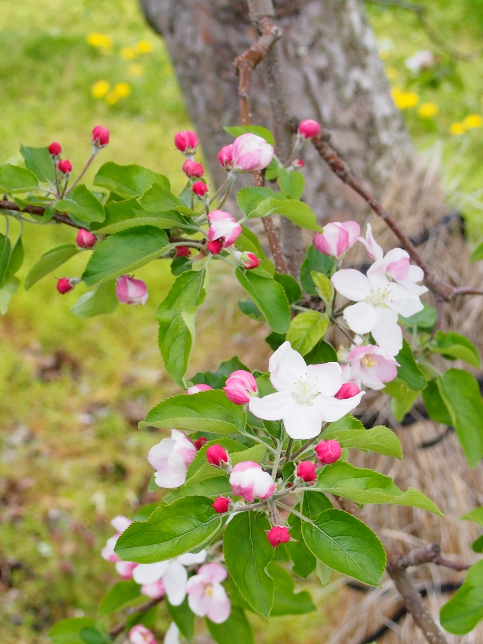 りんごの花との初対面 長野県の旅行記 ブログ By Naoko さん フォートラベル