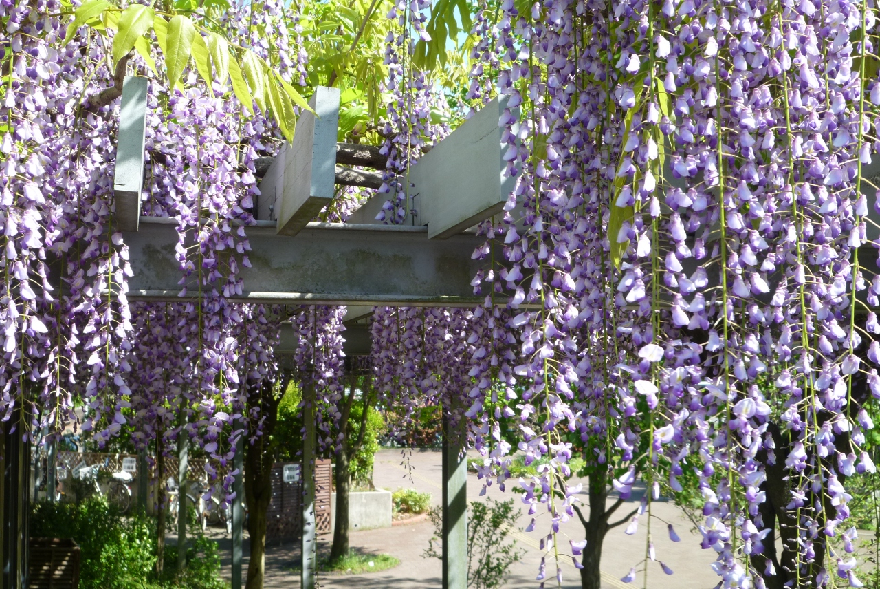 横浜 藤めぐり 三ッ池公園 馬場花木園 三溪園 横浜 神奈川県 の旅行記 ブログ By Takeおじさん フォートラベル