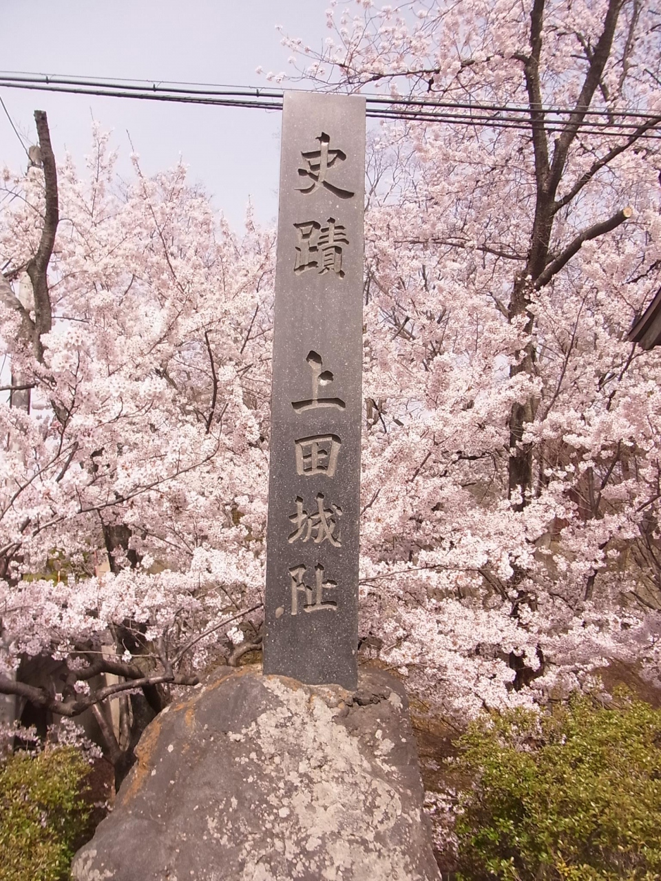 16桜日記 信州上田城 千本桜 越後 高田城 お花見ドライブ 上田 長野県 の旅行記 ブログ By Spitfirebuzz90さん フォートラベル