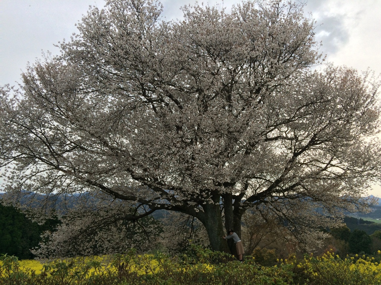 佐賀県武雄市 馬場の一本桜 佐賀県伊万里市 伊万里牛 ライおン 長崎 春の九州一花火大会 武雄 多久 佐賀県 の旅行記 ブログ By Osakaさん フォートラベル