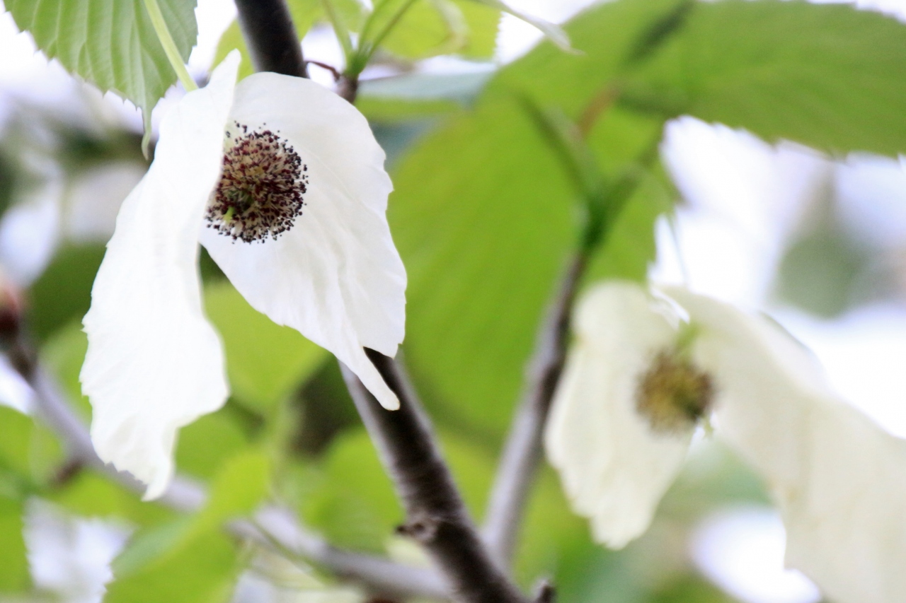 ゴールデンウィークの花めぐり16 埼玉県狭山市 智光山公園 都市緑化植物園 遅かったハンカチノキ ボタンから早咲きのバラまで盛春の花がまんべんなくある無料の植物園 狭山 入間 埼玉県 の旅行記 ブログ By まみさん フォートラベル